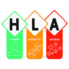 HLA - Human Leukocyte Antigen acronym. medical concept background.  vector illustration concept with keywords and icons. lettering illustration with icons for web banner, flyer, landing 