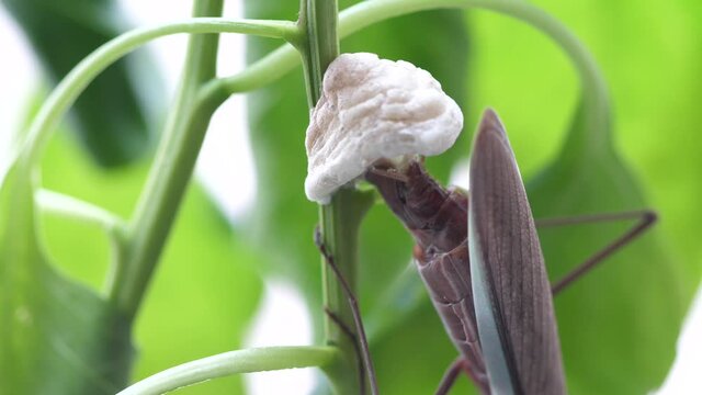 Time lapse of a Chinese Praying Mantis laying eggs case. 60 fps, macro lens.