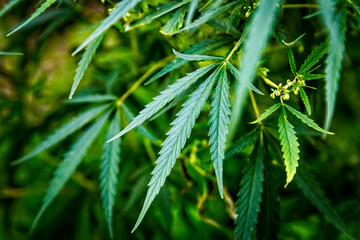 Young leaves, buds and stems of cannabis satvia hemp plant in natural environment. Selective focus.