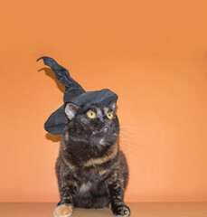 Cute multicolored cat in a witch hat on an orange background. Halloween holiday.