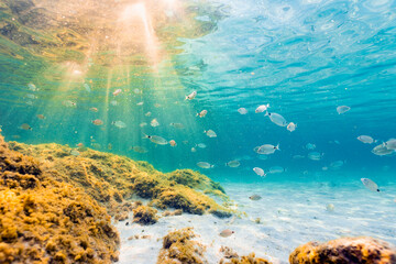 (Selective focus) Underwater photo, stunning view of the marine life with some rocks and fish swimming in a turquoise water hit by some sun rays. Sardinia, Italy.