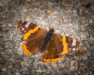 Brown colored butterfly image