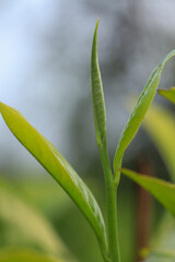 Close-up of a tender young tea flush (Camellia sinensis) with vibrant green leaves. Fresh tea leaves ready for harvest in Indonesia.