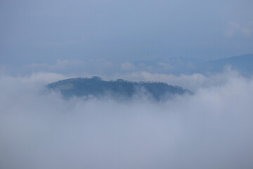 Fototapeta premium fresh green tea plantation hill scenery shrouded in white cloud fog