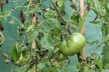 The tomato plant is infected with late blight caused by fungus-like microorganism Phytophthora infestans. Stems and leaves have dark brown or grey spots and lesions. 
