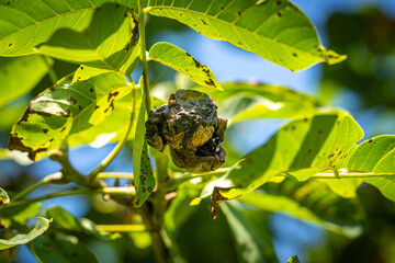 MARSSONINA-KRANKHEIT & BAKTERIELLER WALNUSSBRAND -SCHWARZE FLECKEN AN WALNUSS FRÜCHTEN UND BLÄTTERN