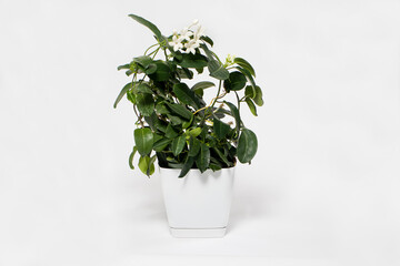 Houseplant jasmine stephanotis flower in a pot blooms on a white background isolate with place for text.