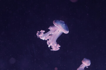 Obraz na płótnie Canvas medusa