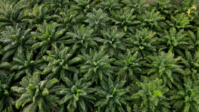 Aerial view of palm oil plantation. top view Palm oil tree field on a farm plantation agriculture for energy biodiesel and petroleum oil from plant. turn right