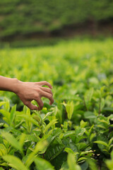 Fototapeta na wymiar harvesting hand picking green fresh tea shoots on a green background
