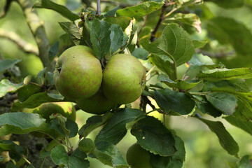 Apples hanging on a apple tree