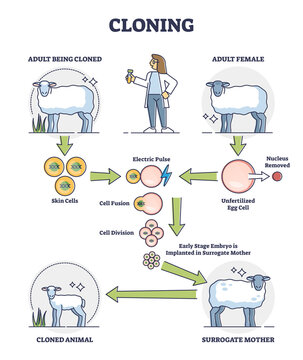 Cloning process explanation with adult sheep creation stages outline diagram. Labeled educational artificial creature development from biological skin cell vector illustration. Surrogate animal scheme