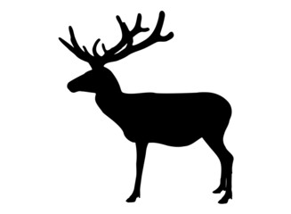 Horny deer black silhouette isolated on white background. Outline Elk with antlers symbol side view, vector eps 10