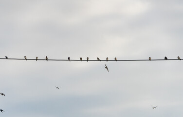 Swallows gather on a wire before migration