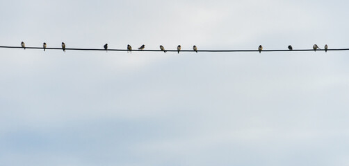 Swallows gather on a wire before their annual migration - Powered by Adobe