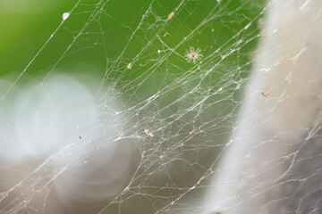 Intricate web of a Bowl and Doily Spider (Cyrtophora citricola) with a central dome-shaped structure. Common spider in Indonesia.