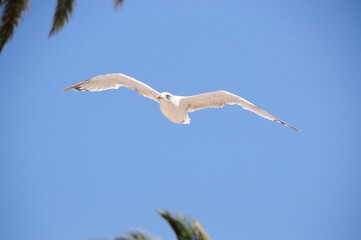 seagull in flight 03