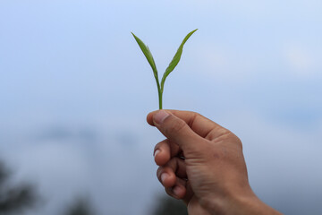 Fototapeta na wymiar hand holding green fresh tea shoots on white isolated blur background