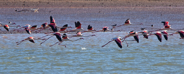 Flock of Greater Flamingoes (Phoenicopterus roseus) taking off, Morocco. - Powered by Adobe