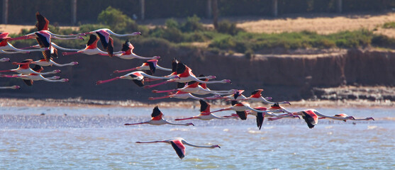 Flock of Greater Flamingoes (Phoenicopterus roseus) in flight, Morocco.