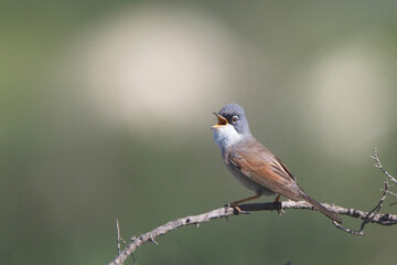 Spectacled Warbler (Curruca conspicillata), male singing from a perch, near Agadir, Morocco.