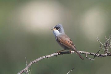 Spectacled Warbler (Curruca conspicillata), male singing from a perch, near Agadir, Morocco.
