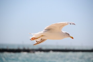 seagull in flight 01