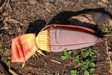 Fallen banana flower (heart) with its large bracts and rows of developing flowers on the ground in Indonesia. Edible tropical flower.