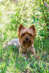 Portrait of cute Yorkshire Terrier Dog in summer foliage with flowers. Summer vibes.