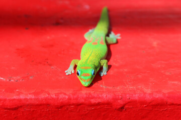Bright colored gecko with red background, very vibrant colors.