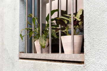 Potted plants on window of suburban house.