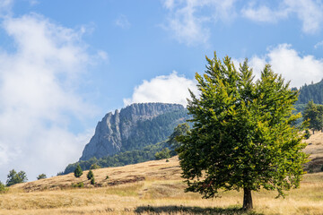 landscape with trees and clouds. landscape with blue sky and one mountain. Romania, Maramures, the mountain Creasta Cocosului