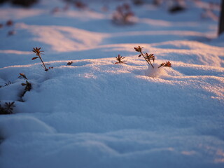 朝日に照らされた雪と植物