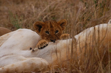 Baby lion living in Masai Mara, Kenya
