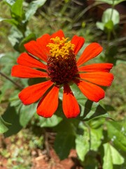 orange flower
