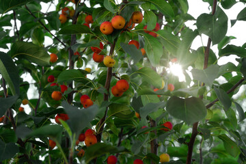 A bush with ripe apples in the sun
