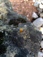 ladybug on a black rock.