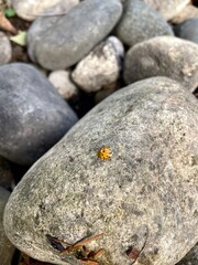 Ladybug on a rock