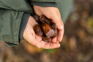 Large acorns in a child's hands in autumn, close up. Collecting natural materials outdoors  for crafting with children.