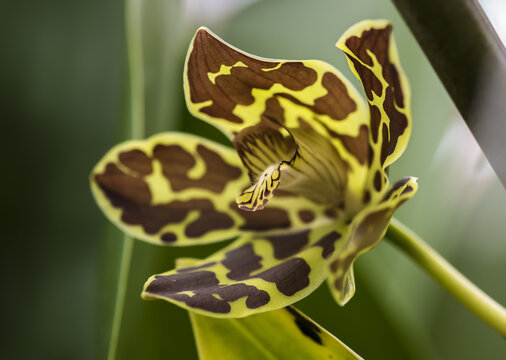 Closeup shot of beautiful Grammatophyllum Scriptum