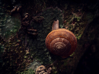 snail on a tree