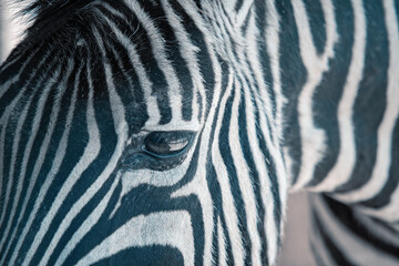 Fototapeta na wymiar the kind eye of a beautiful African zebra