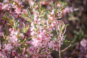 spring pink flowers with a small bee