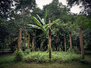 banana tree in the forest