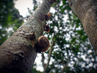 snail on a tree