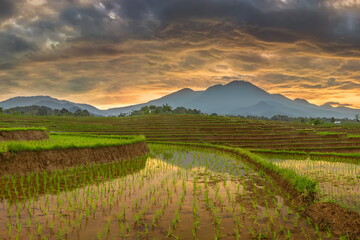 Fototapeta na wymiar reflection of the beauty of the natural panorama of green rice terraces in the village with mountains and sunrise in the morning in Indonesia