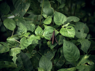 grasshopper on a leaf