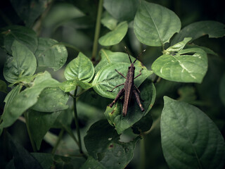 grasshopper on a leaf