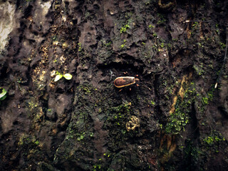 bug on a tree