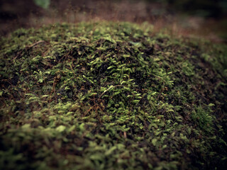 green moss on the ground